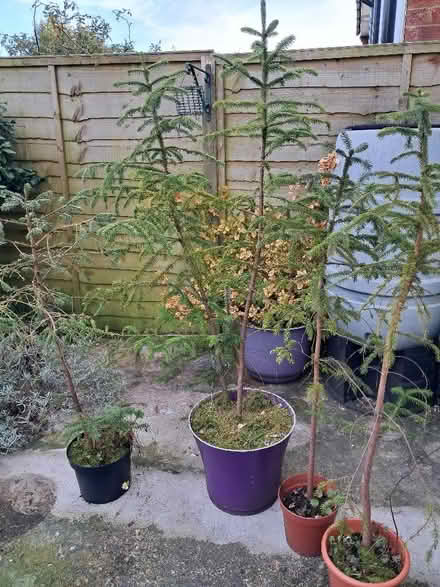 Photo of free Spruce saplings (Amersham HP7) #1