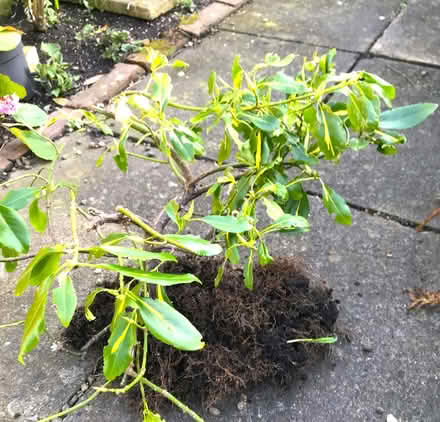 Photo of free Euonymous Shrub (Heddon on the Wall NE15) #1