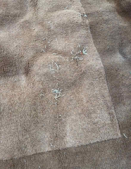 Photo of free Carpet rug approx 230cm x 160cm (The Camp AL1) #3