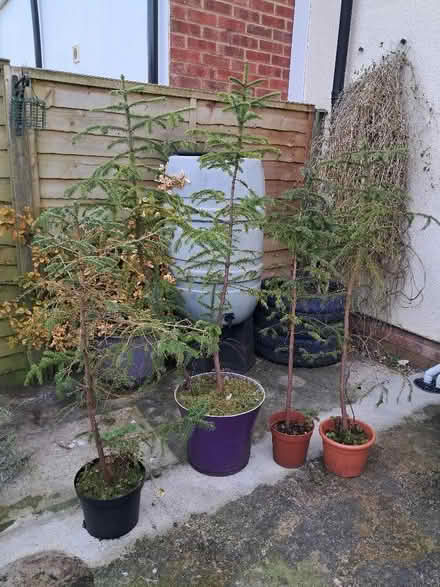 Photo of free Spruce saplings (Amersham HP7) #2