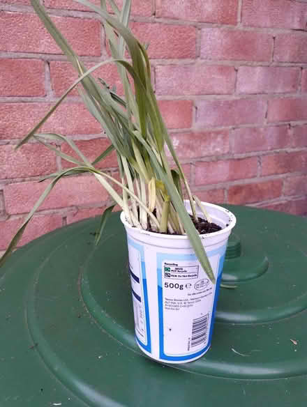 Photo of free Garlic seedlings (Cambridge CB1) #1