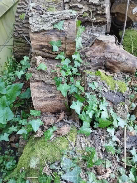 Photo of free Rotting logs for bugs, fungus habitat (Hurst Golf Course RG41) #2