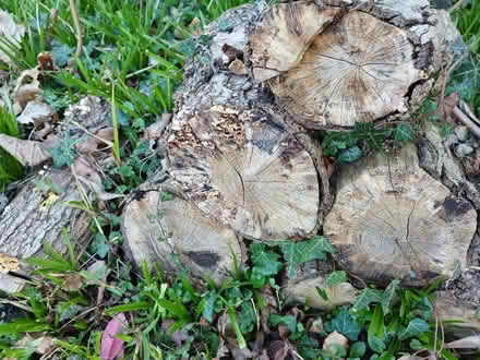 Photo of free Rotting logs for bugs, fungus habitat (Hurst Golf Course RG41) #1