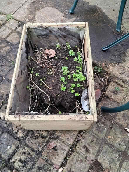 Photo of free Mint plant (Melksham forest area) #1