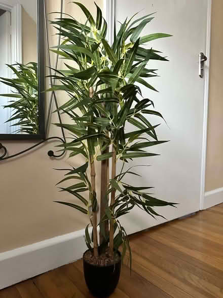 Photo of free Fake bamboo plant (CT1) #1