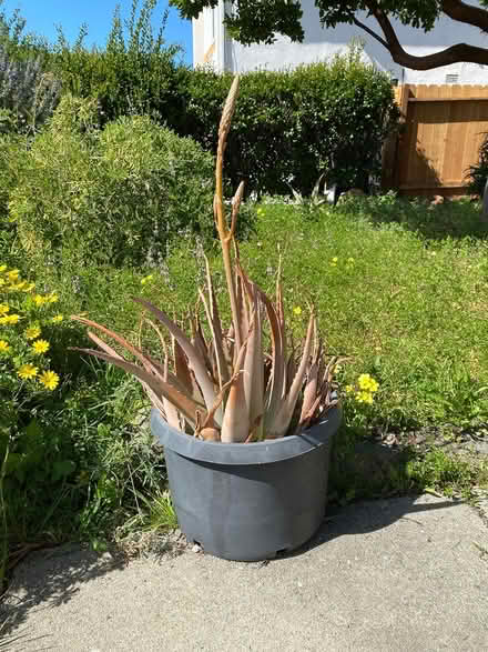 Photo of free Medicinal Aloes (Hercules, CA) #1