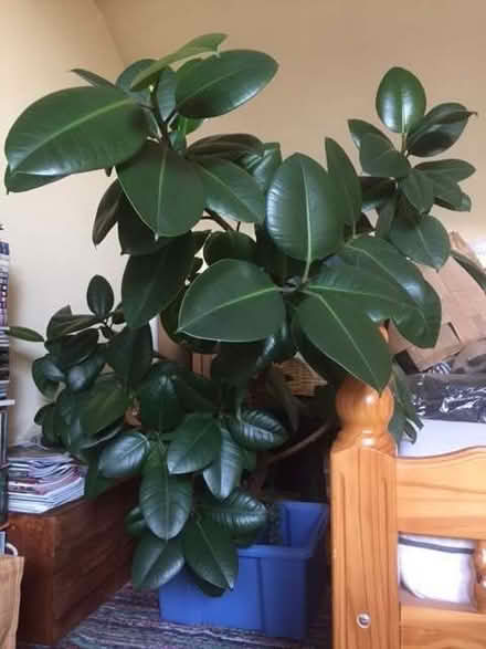 Photo of free Large rubber plant (Upperthorpe S6) #1