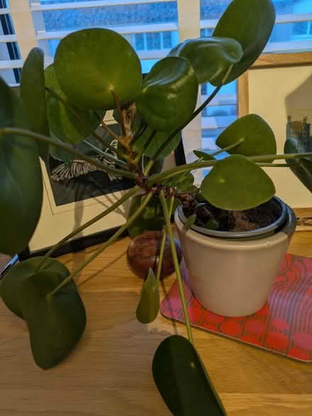 Photo of free 2 plants, spider and Chinese money (Buckstone EH10) #2