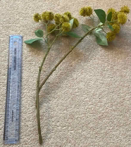 Photo of free Two Sprays of flowers or seed heads (Haywards Heath RH16) #1