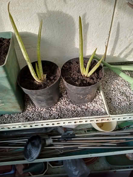 Photo of free Two Aloe Vera plants in 6" pots (Emscote CV34) #1