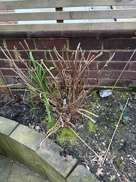 Photo of free 2 Hydrangea “Annabelle” plants (Exeter EX2) #1