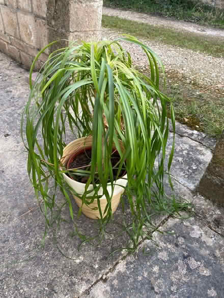 Photo of free Houseplant (Kidlington OX5) #1