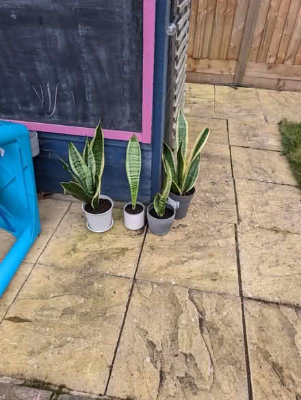 Photo of free Dracaena plant (Sutton courtenay OX14) #1