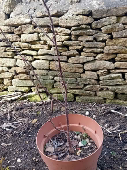 Photo of free Cherry tree (Corsham SN13) #1