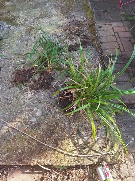 Photo of free Smaller ornate grasses x 3-4 (Bedhampton PO9) #1