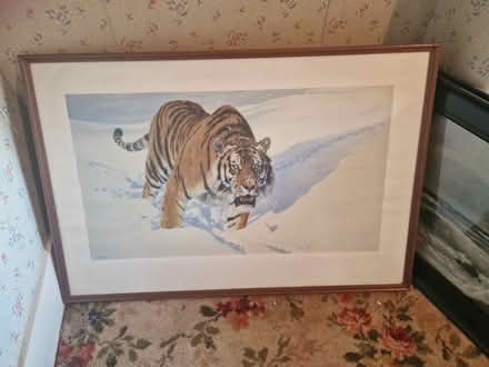 Photo of free Anthony Gibs Tiger pictures (Ealing/Brentford) #1