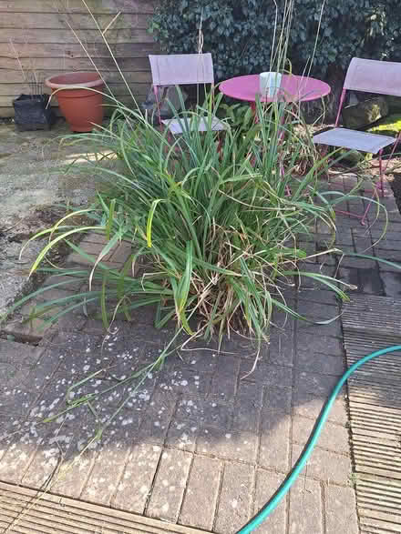 Photo of free Large Ornate Grass (one plant) (Bedhampton PO9) #1