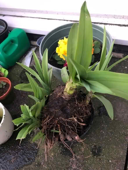 Photo of free Day Lily Bulbs (L15 Wavertree) #1