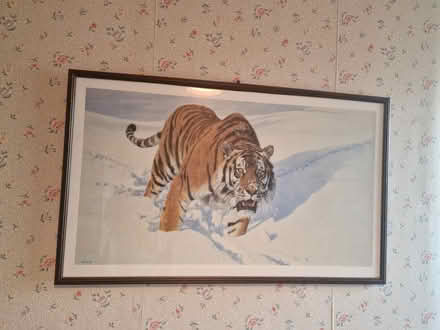 Photo of free Anthony Gibs Tiger pictures (Ealing/Brentford) #2