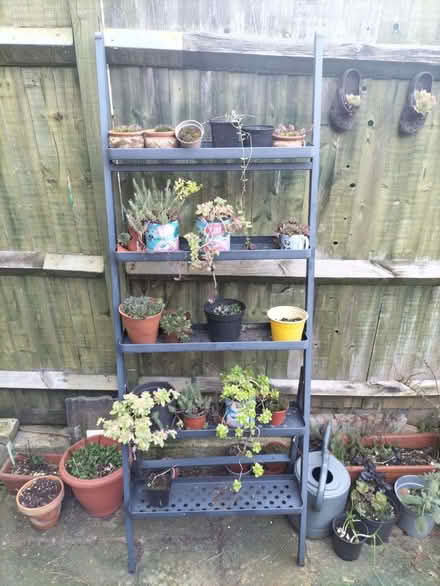 Photo of free Garden ladder self for plants (Walthamstow E17) #1