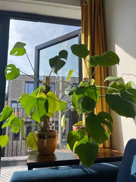 Photo of free Monstera plants (AL15GH) #1