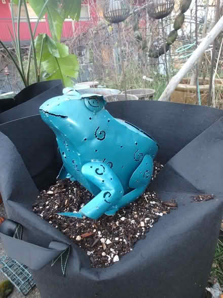 Photo of free Gnome and Frog Yard Art (Interbay/Queen Anne) #1