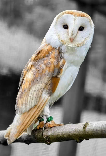 Photo of Barn Owl box (Felindre LD7) #1