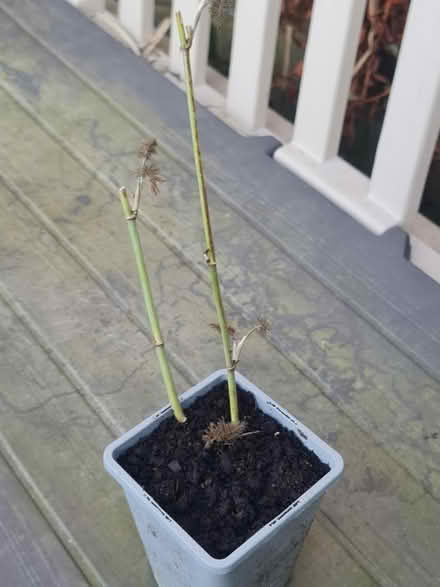 Photo of free Fennel (Bovingdon) #1