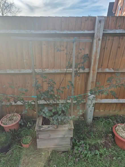 Photo of free Thornless blackberry plant (Dursley, Cam) #1