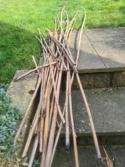 Photo of free Bamboo (Weston) #1