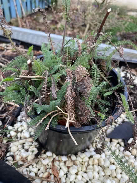 Photo of free Small pot of Achillea pink (Rathfarnham) #1