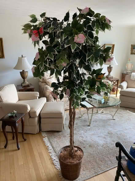 Photo of free 6' artificial Variegated Ficus Tree (Belmont, MA) #2