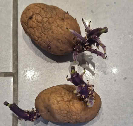 Photo of free Sprouted seed potatos (Temple Mills E15) #1