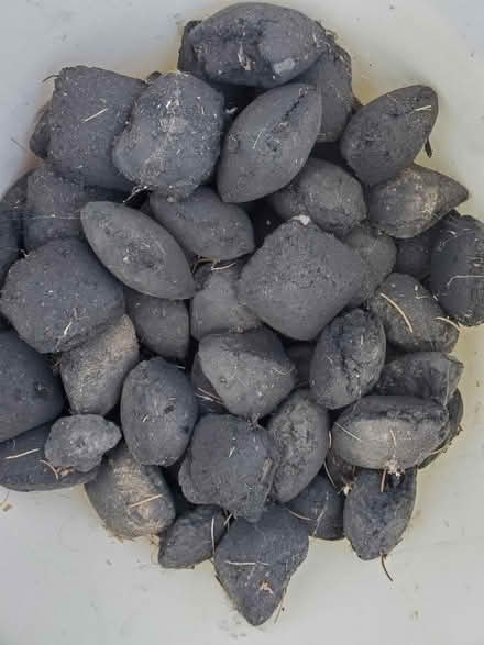 Photo of free Charcoal briquettes (Linden) #1