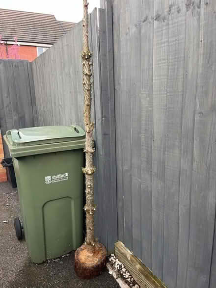 Photo of free Tree Stump (Solihull B90) #1