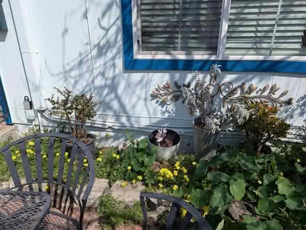 Photo of free Outdoor potted plants (Near Backestro Park, San Jose) #3