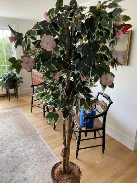 Photo of free 6' artificial Variegated Ficus Tree (Belmont, MA) #1