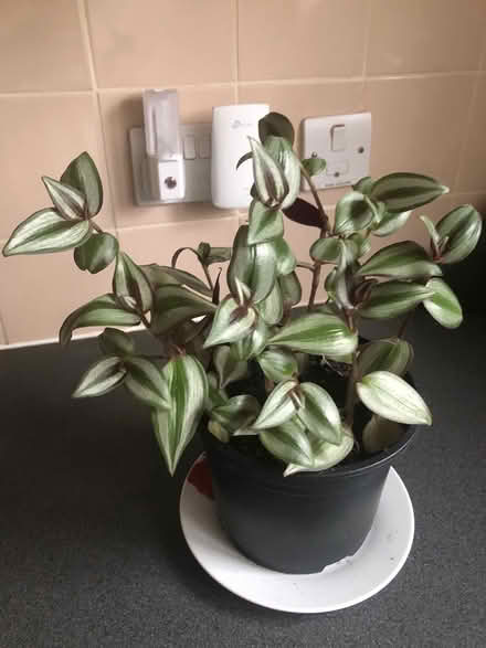 Photo of free House plant (Letchworth SG6) #1