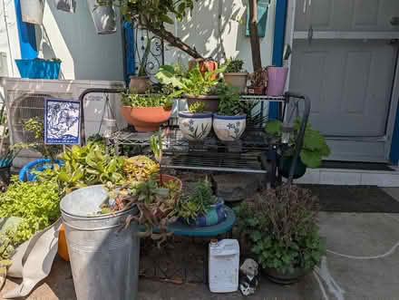 Photo of free Outdoor potted plants (Near Backestro Park, San Jose) #1