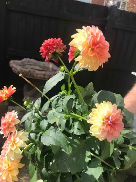 Photo of Garden plants (Swindon SN3) #2