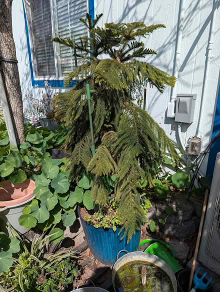 Photo of free Outdoor potted plants (Near Backestro Park, San Jose) #2