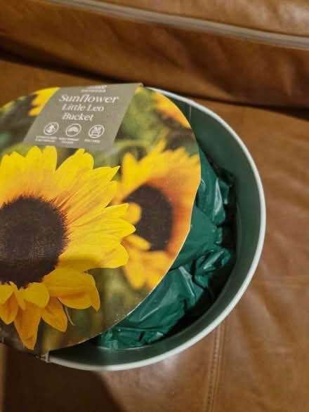 Photo of free Sunflower (Pilrig EH6) #2