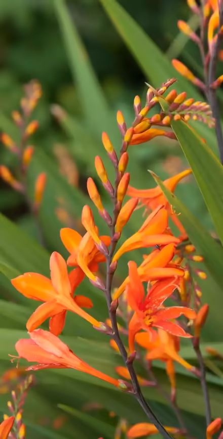 Photo of free Crocosmia Flower Roots (Cressex HP12) #1