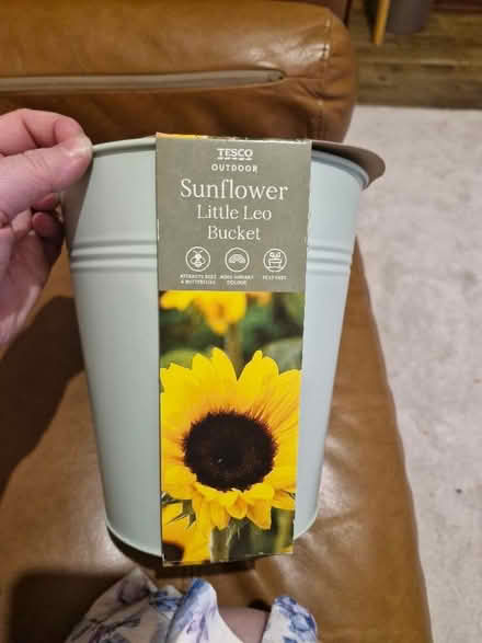 Photo of free Sunflower (Pilrig EH6) #1