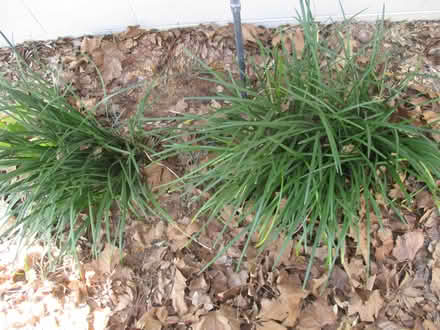 Photo of free large clumps of Liriope bordergrass (Casselberry, FL) #1