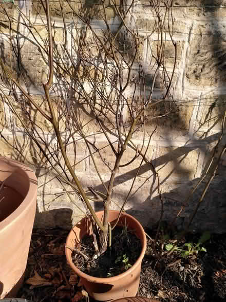 Photo of free Rose in pot (Backworth, NE27) #1