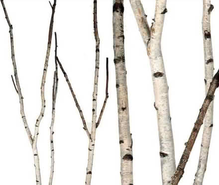 Photo of Birch branches/trunk 4 DIY project (Dublin) #1