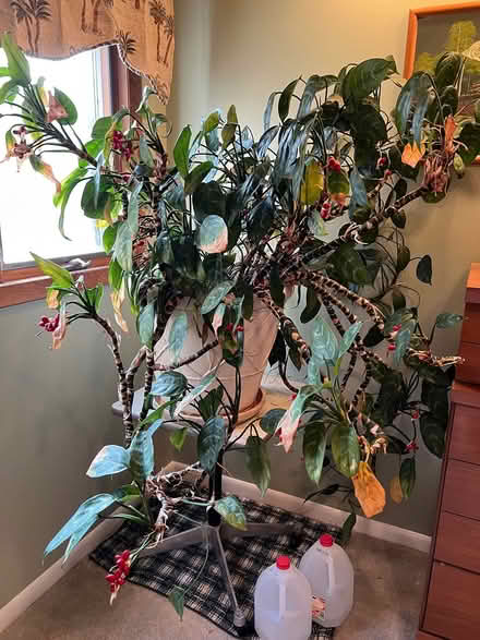 Photo of free Large plant with stand (Farmington Hills) #2