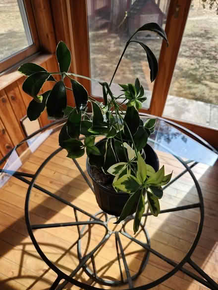 Photo of free Schefflera (umbrella plant) (High Falls) #1