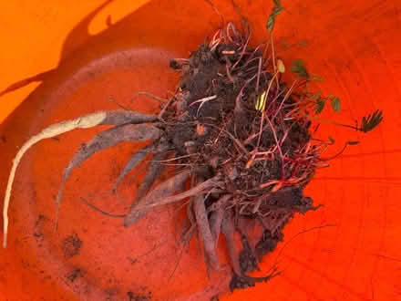 Photo of free again Herbaceous Perennial Sanguisorba 'Blackthorn' (Tunbridge Wells S. TN2) #2